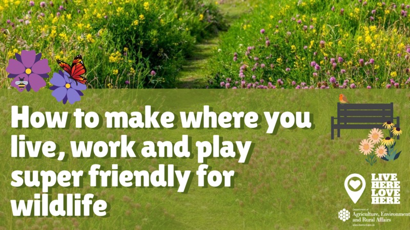 How to make where you live, work and play super friendly for wildlife image