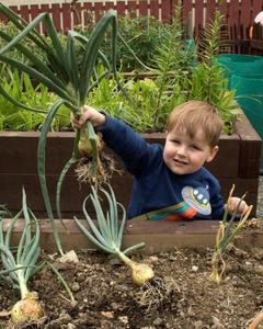 boy with freshly pulled onion